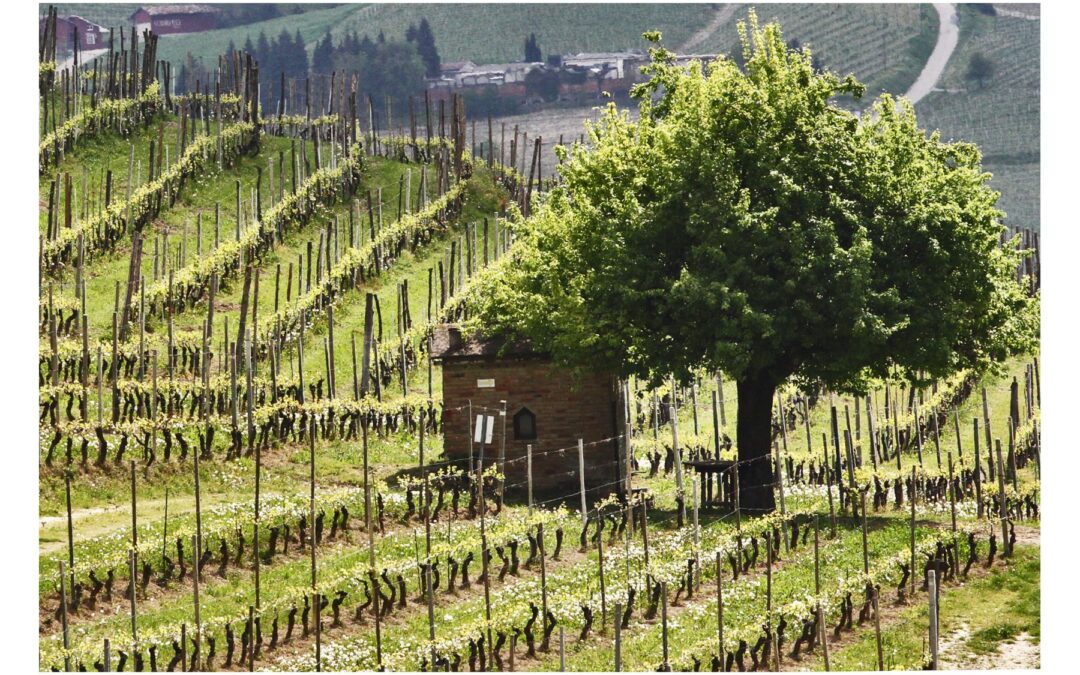 Green Experience nelle Langhe del Barolo