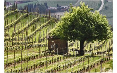 Green Experience nelle Langhe del Barolo