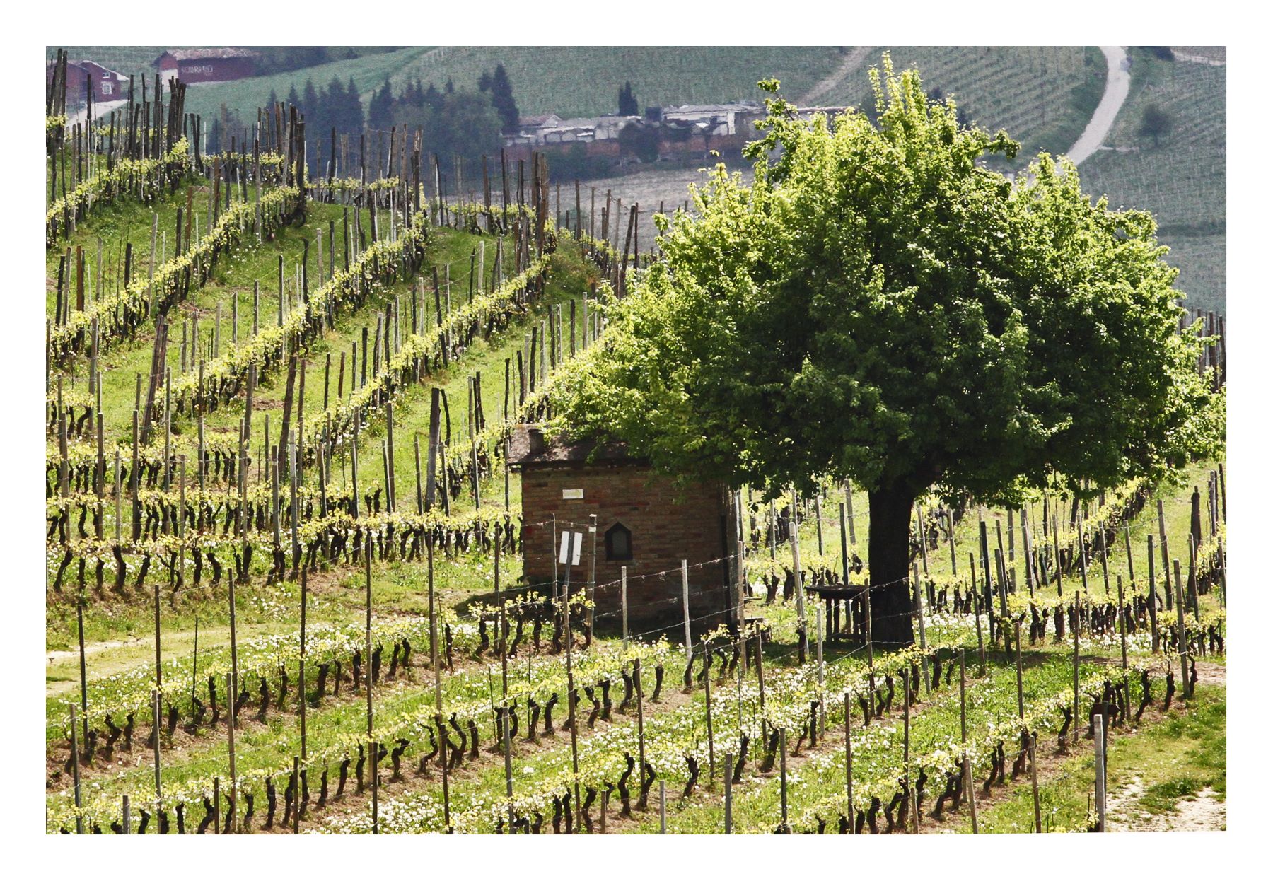Casot tra le vigne del Barolo, Langhe, Piemonte