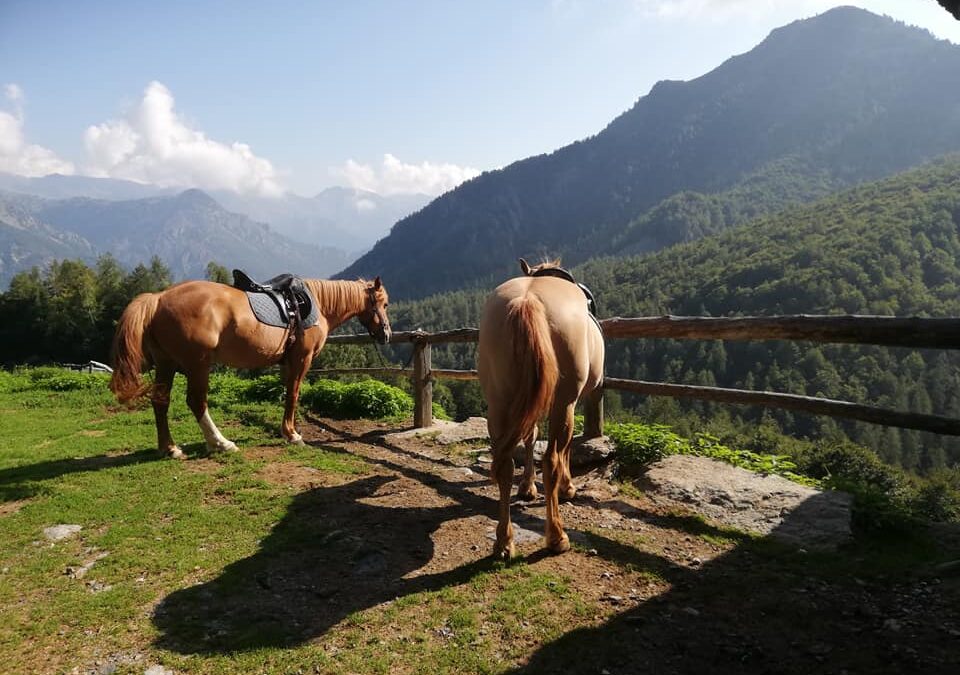 Casa Vacanze “L’Angolo del Mainito” e Circolo Ippico “Il Gelso del Mainito”