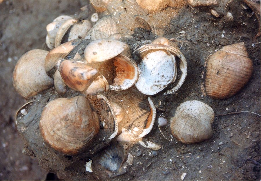 Glycymeris, Riserva Naturale Val Saramassa, Vinchio, Asti, Piemonte