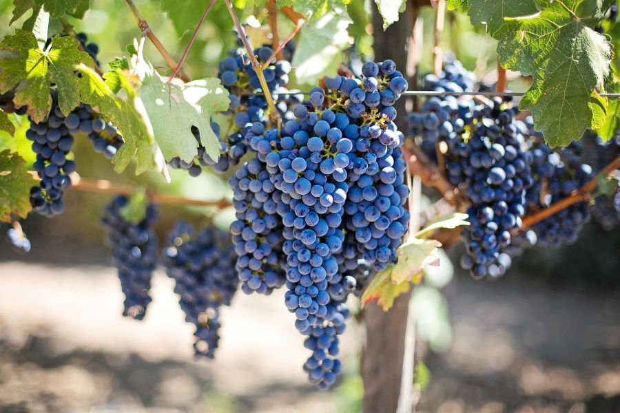 In vigna, Riserva Naturale della Valsarmassa, Vinchio, Asti, Piemonte tour guidato Orta, piemonte