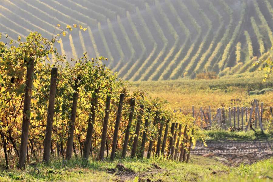 Tra i vigneti