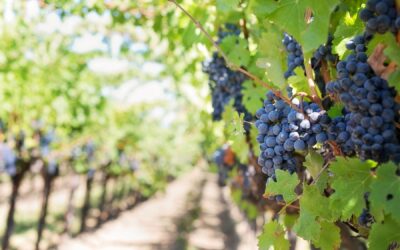 La Filiera nel calice: dalla vigna alla cantina.. e in distilleria