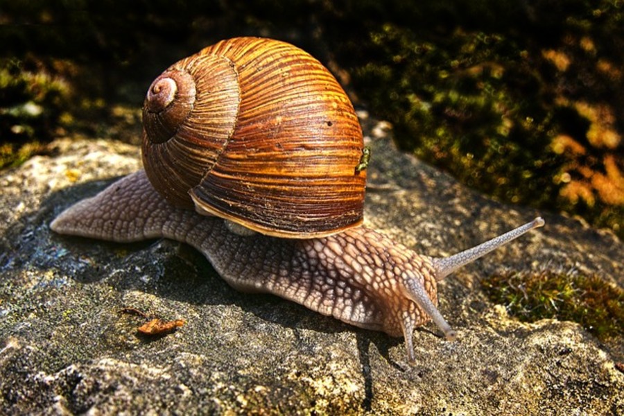 ELICICOLTURA MURARO