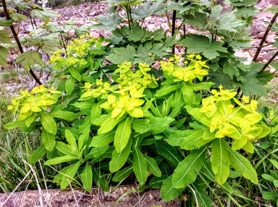 Euphorbia Gibelliana, Colle del Lys, Torino, Piemonte Welcome Piemonte, Experience, Euphorbia Gibelliana, Colle del Lys, Torino, Piemonte