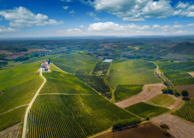 Filari presso l'Azienda Montalbera, Castagnole Monferrato, Piemonte