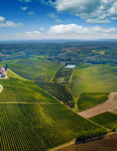 Filari presso l'Azienda Montalbera, Castagnole Monferrato, Piemonte