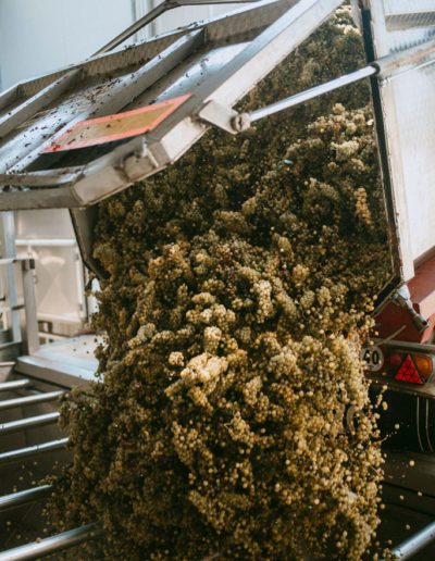 Lavori in cantina presso Matteo Soria Winery, Castiglione Tinella, Langhe, Piemonte