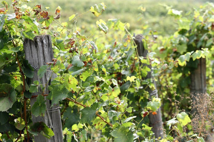 Le nostre vigne, Piemonte Le nostre vigne, Piemonte