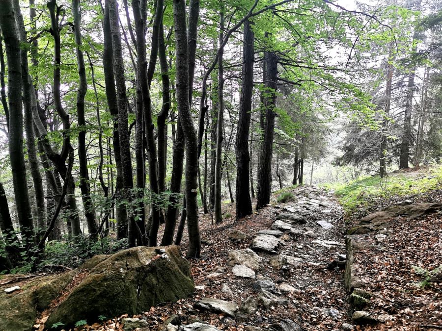 Natura, Torino, Piemonte Welcome Piemonte, Experience, Colle del Lys, Torino, Piemonte