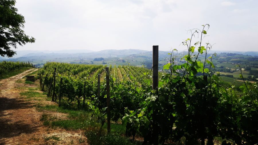 panorama Welcome Piemonte, Experience, Monferrato, Asti, Piemonte, visita guidata