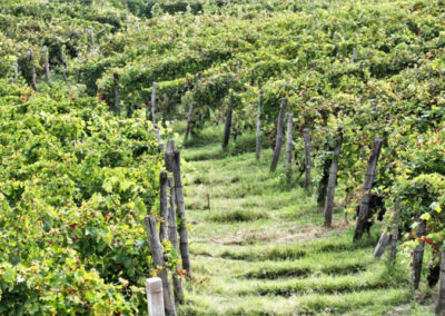 Tra i filari, Piemonte