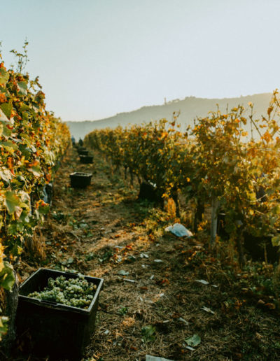 Vendemmia presso Matteo Soria Winery, Castiglione Tinella, Langhe, Piemonte