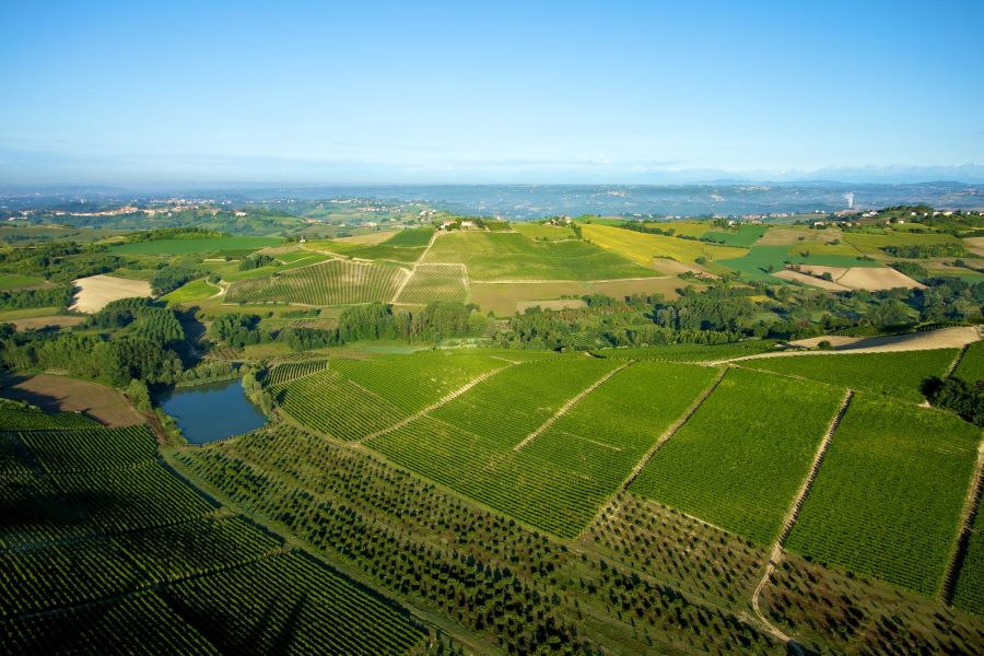 Vigne Azienda Montalbera, Monferrato, Piemonte Welcome Piemonte, Vigne Azienda Montalbera, Experience, Monferrato, Piemonte