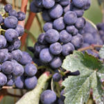 Wine Tour in Monferrato, Piemonte
