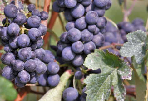 Wine Tour in Monferrato, Piemonte