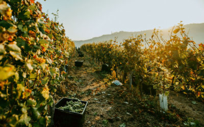 Azienda Agricola MATTEO SORIA WINERY