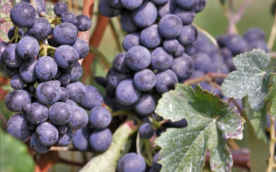 Wine Experience sulla Strada del Vino
