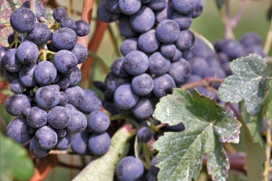 Wine Experience sulla Strada del Vino