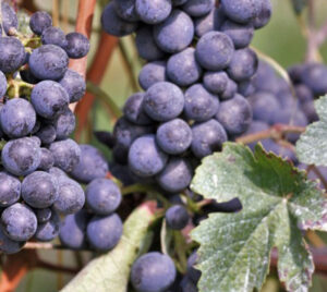 Wine Tour in Monferrato, Piemonte